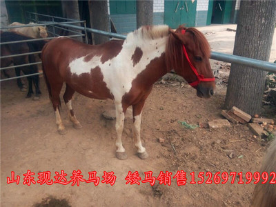 探尋滁州正規(guī)養(yǎng)馬場(chǎng) 馬匹價(jià)格與婚慶旅游用馬購(gòu)買指南